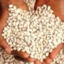 SOKOTO BEANS